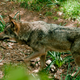Illustration for article titled Visit Spain, See Wolves